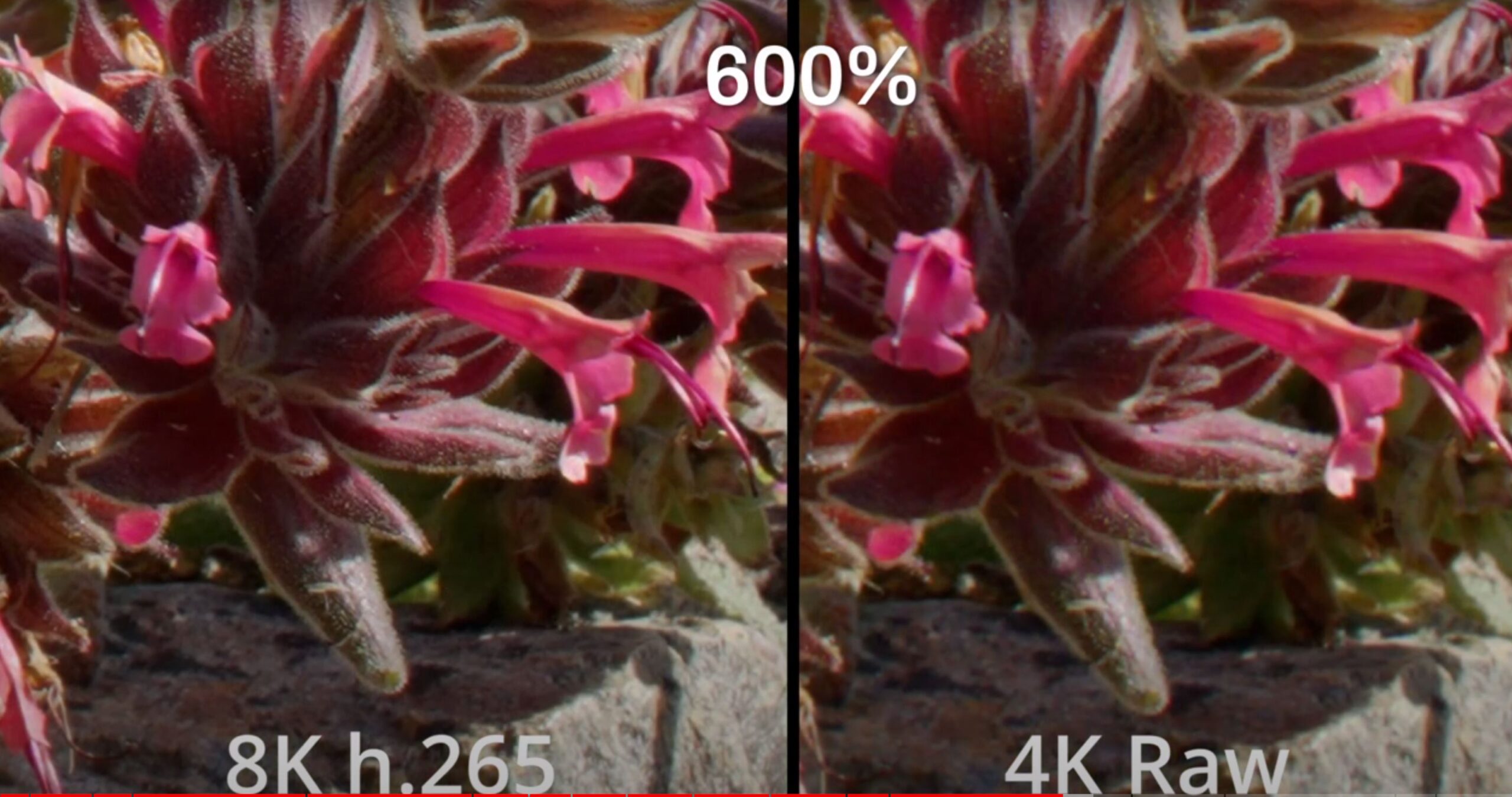 Closeup 8k vs Raw Comparison