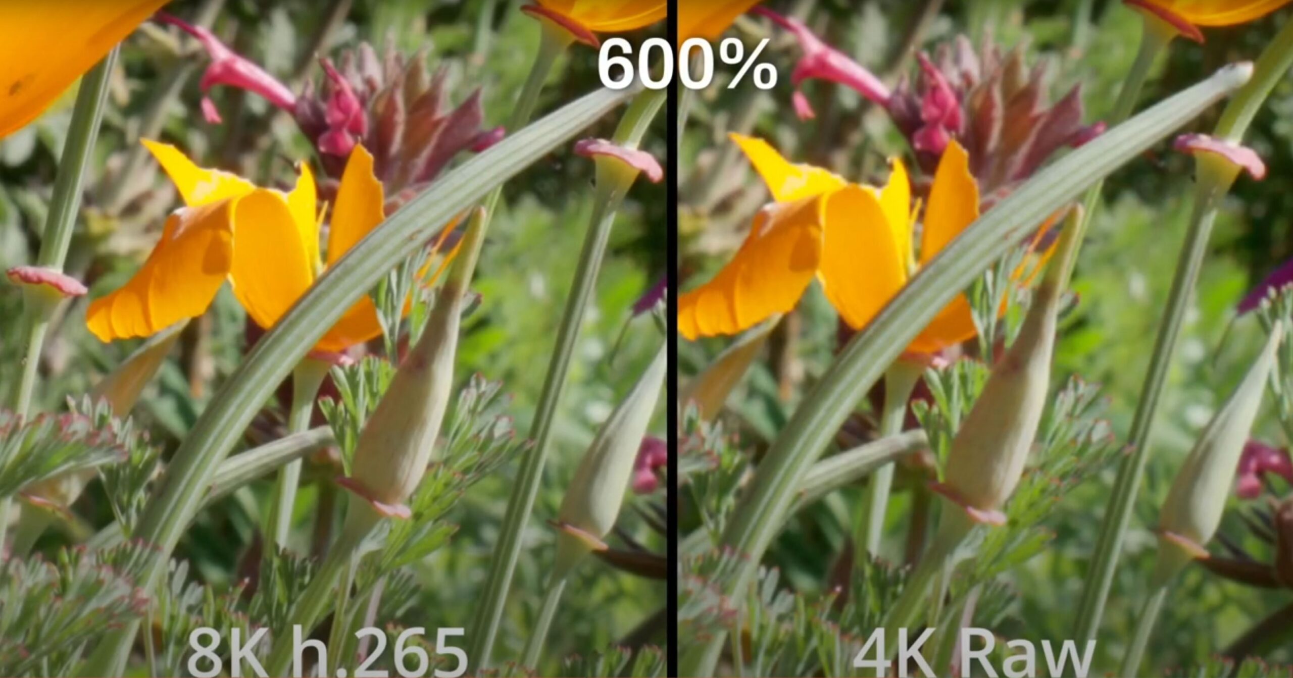 8k vs Raw Flower comparison